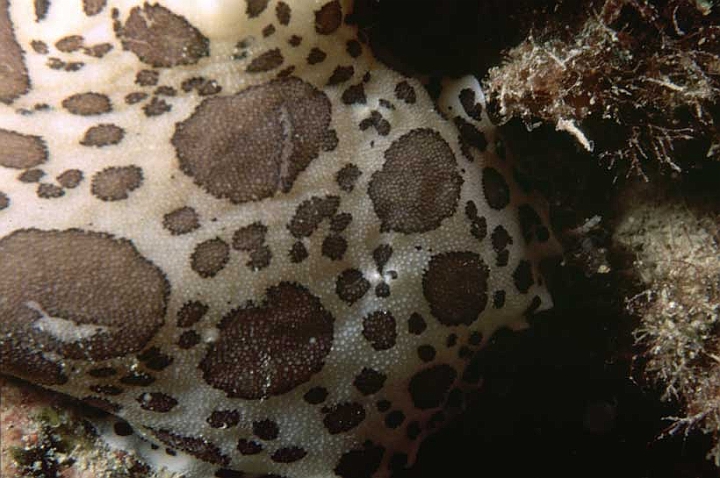 41 Peltodiris atromaculata.jpg